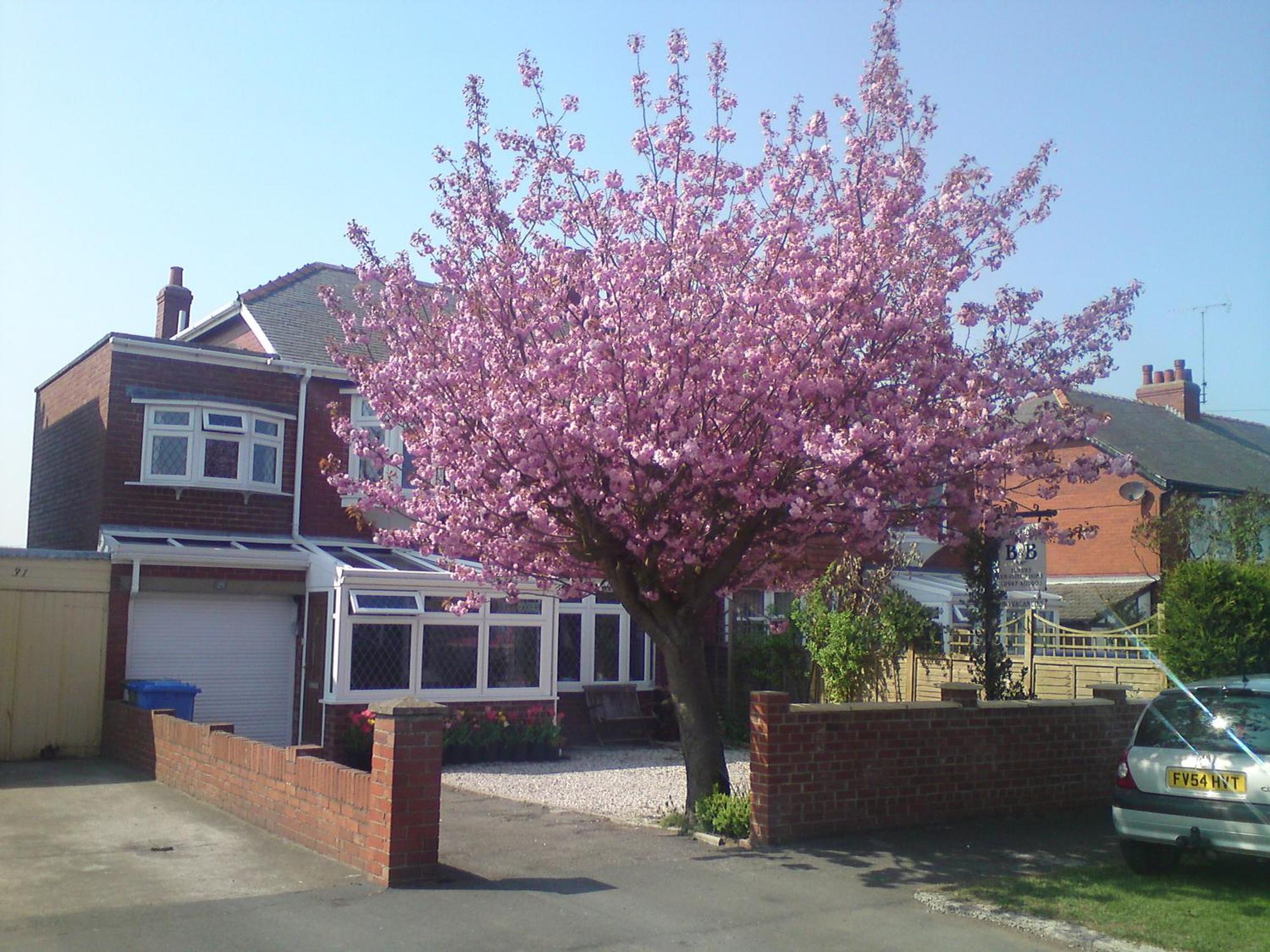 Cherry Blossom Guest House 휫비 외부 사진